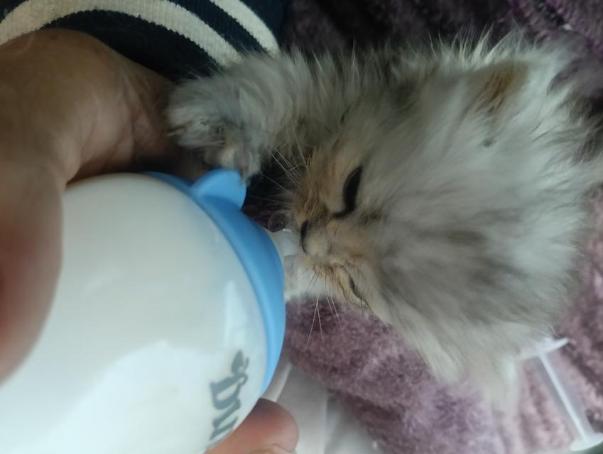 ลูกแมวเปอร์เซีย แท้ๆๆ นนทบุรี