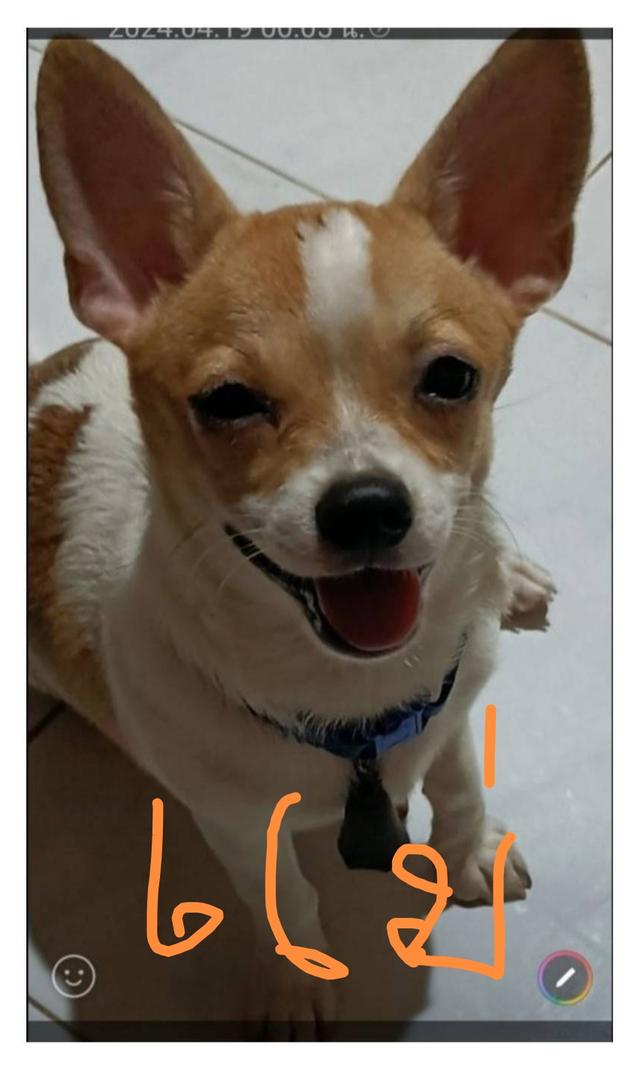 ขายลูกสุนัขชิวาวา (สุนัขเลี้ยงบ้าน) 3