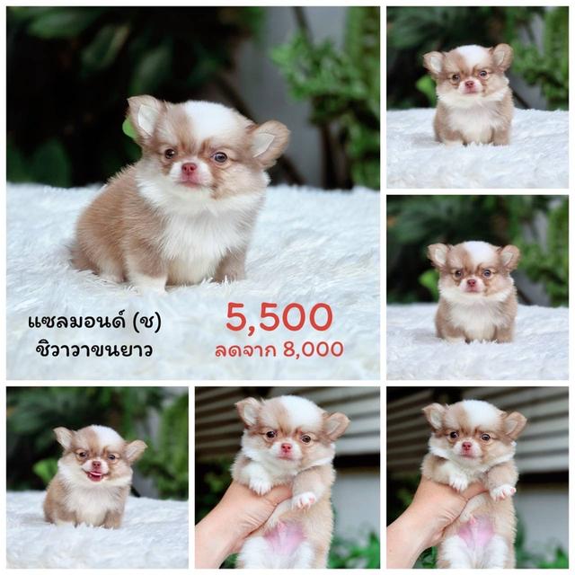  ชิวาวาแท้ขนยาวเพศชายพร้อมย้ายบ้าน