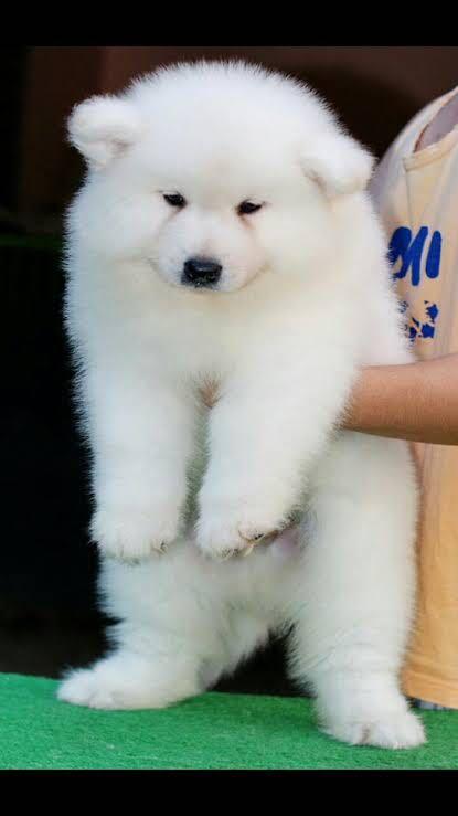 สุนัขสายพันธุ์ซามอยด์ (Samoyed) 3