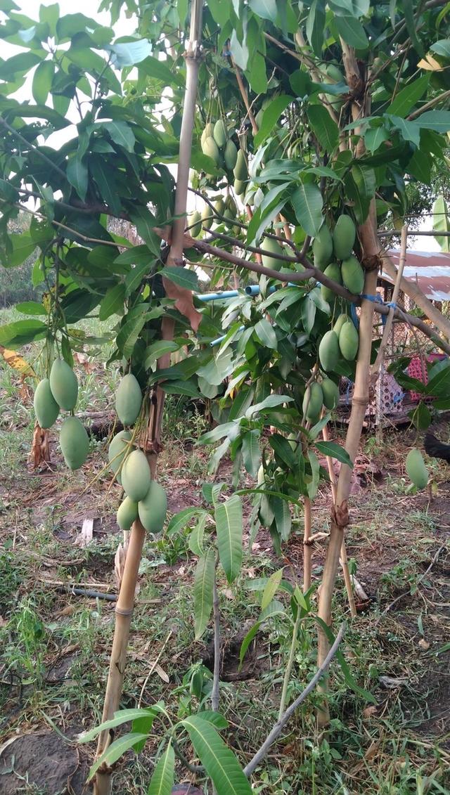 ที่ดินเปล่า 400 ตรว. 1
