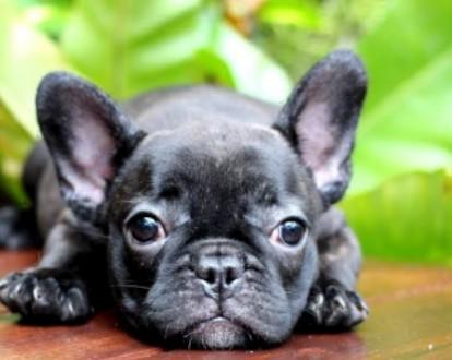 สุนัข เฟรนช์บูลด็อก สีดำสุดน่ารัก 3