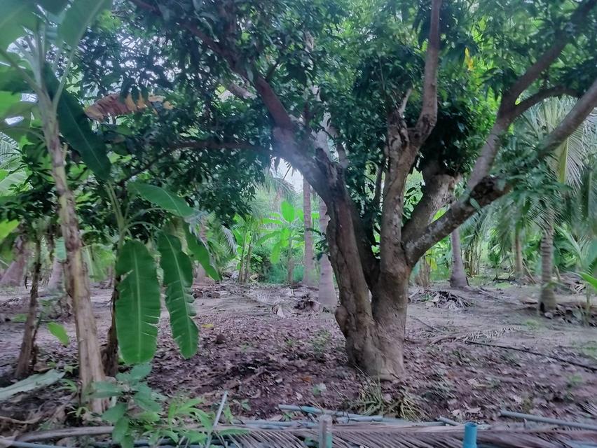 ที่ดินหัวหิน ห้วยมงคล 4