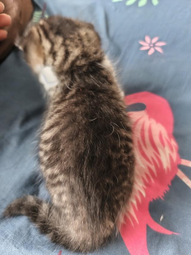 ลูกแมวสก็อตติช เด็กชายเด็กหญิง