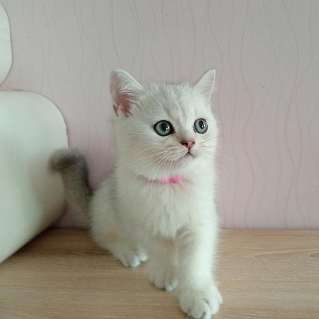 😺ลูกแมวสก็อตติชโฟล์ดแท้🐈🐈🐈