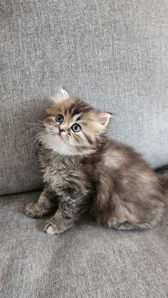 สก็อตติชโฟลด์ ฟูฟูจัง 6