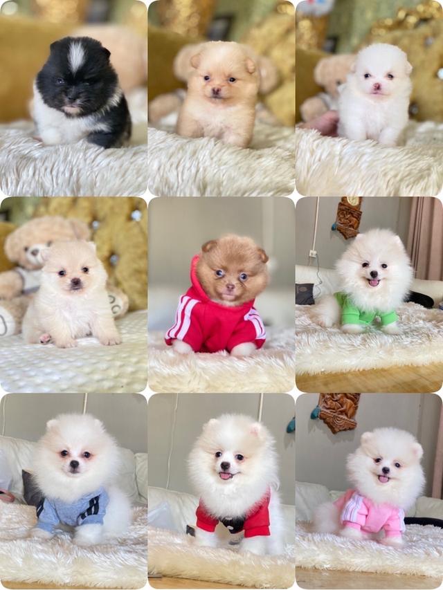 ลูกปอมเมอเรเนเนียนแท้ 