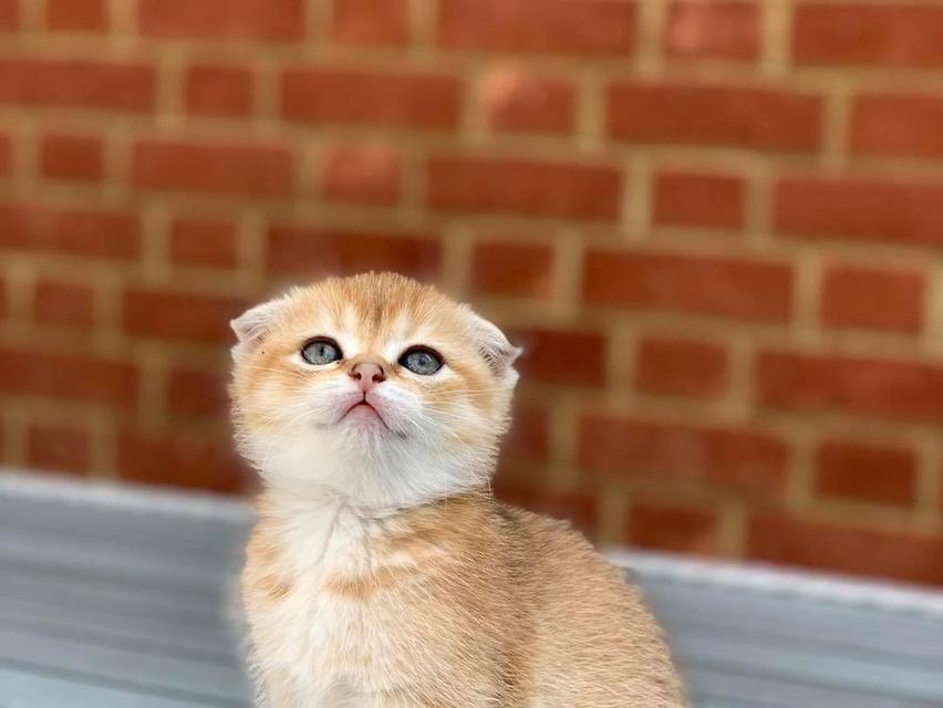 Scottish Fold Kittens WhatsApp me : +66 63 826 3042 รูปย่อยที่ 2