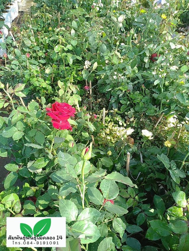 กุหลาบ ต้นกุหลาบ ต้นดอกกุหลาบ รูปที่ 5