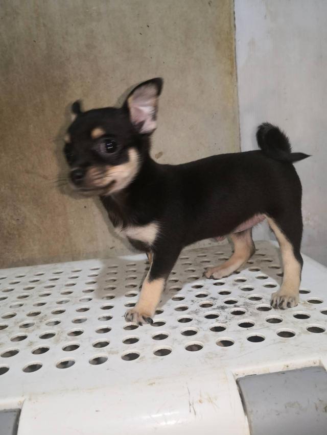 ลูกสุนัขชิวาว่า สีดำ เพศเมีย