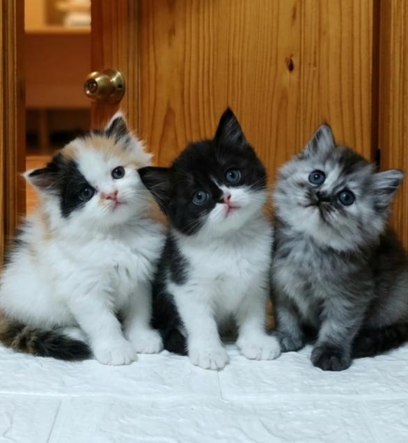 ลูกแมวเปอร์เซีย 3 สาว รูปที่ 2