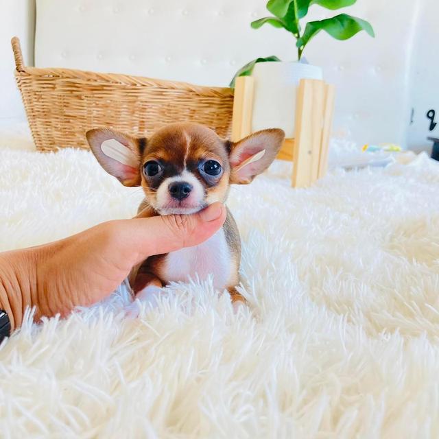 CHIHUAHUA 2