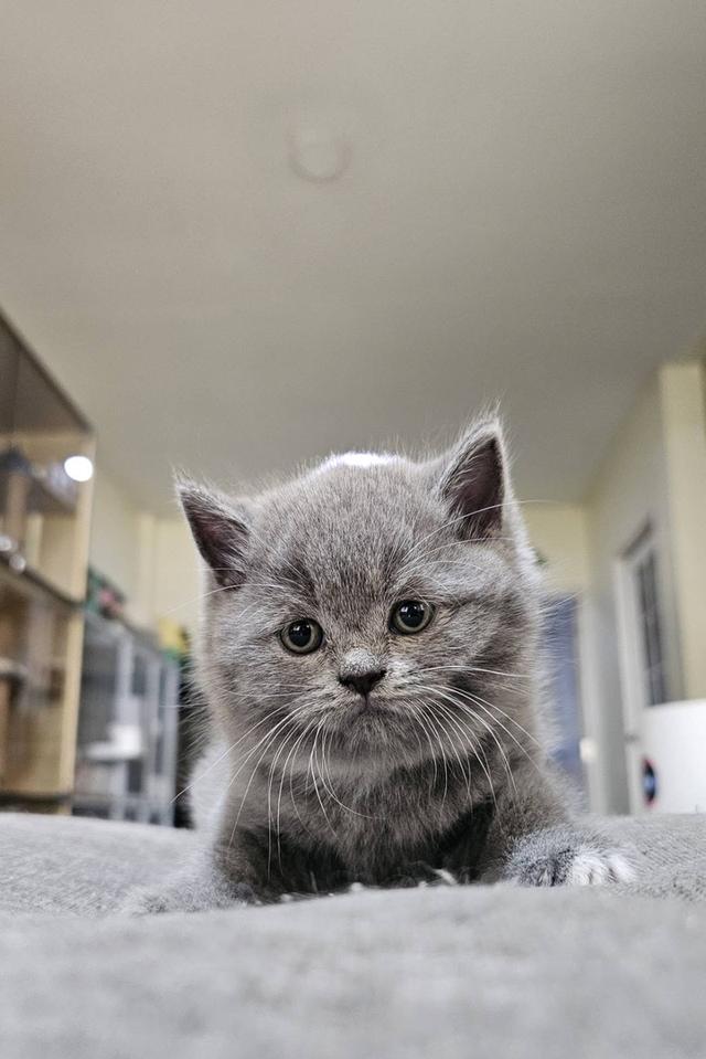 บริติช สก็อตติช แมวน้ำน้อย รูปที่ 6