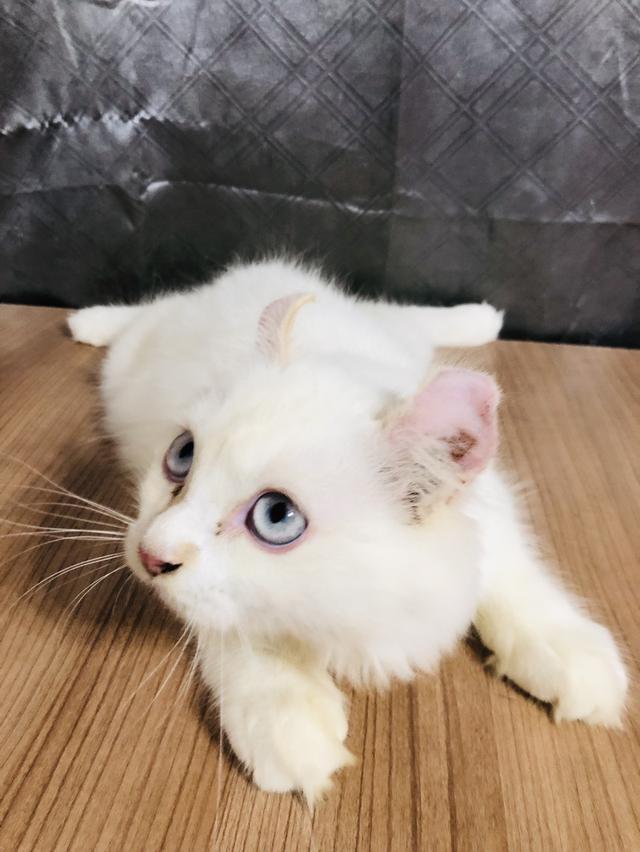 น้องแมวพันธุ์ อเมริกันเคิร์ลผสมหิมาลายัน เพศผู้ ( หูบิน ) ตาสีฟ้า ขอบตาสีเหลือง หางสีเหลือง