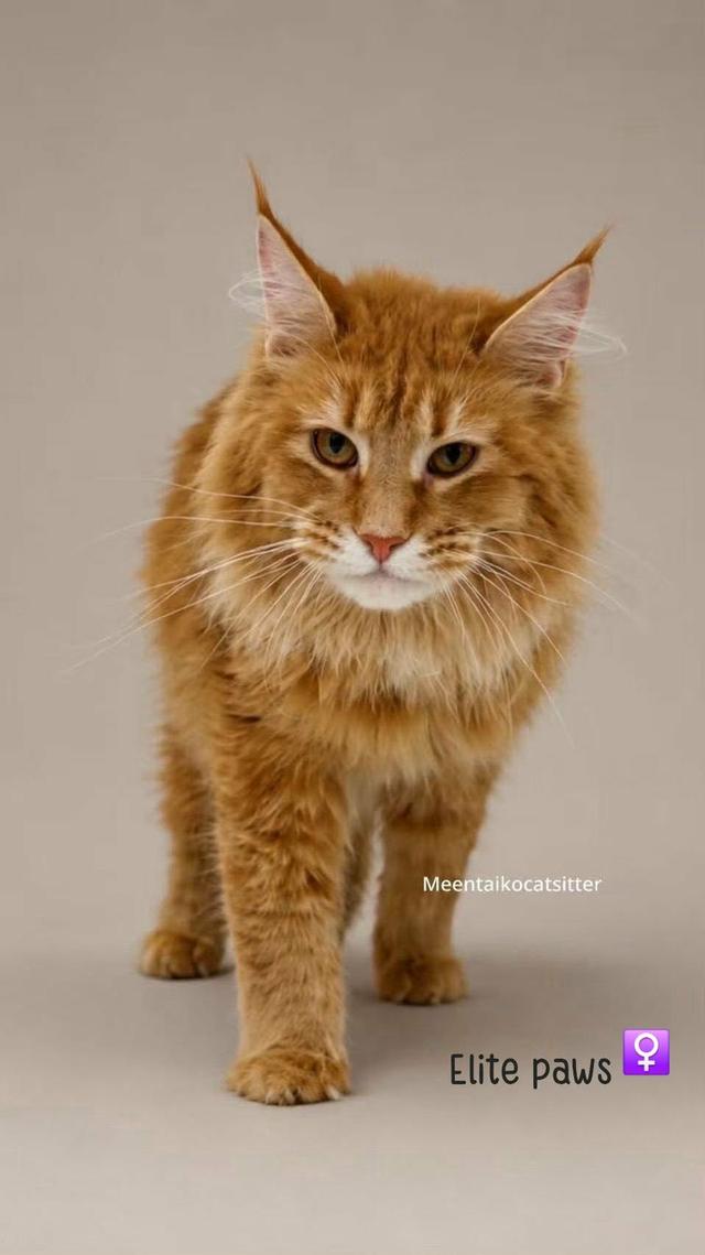 แมว พันธุ์Maine Coon เพศหญิง