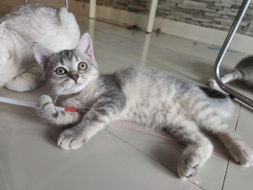 ลูกแมวสก็อตติสโฟลด์แท้