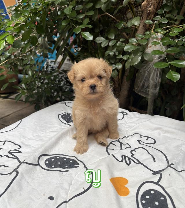 น้องปอมผสมชิสุ เด็กหญิง
