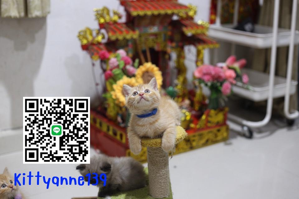 ลูกแมวบริติชช็อตแฮร์ผสมสก็อตติชช็อตแฮร์ 17