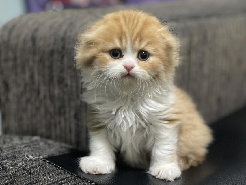 น้องส้มมงคล-เพศผู้(เกิด19/9/68)