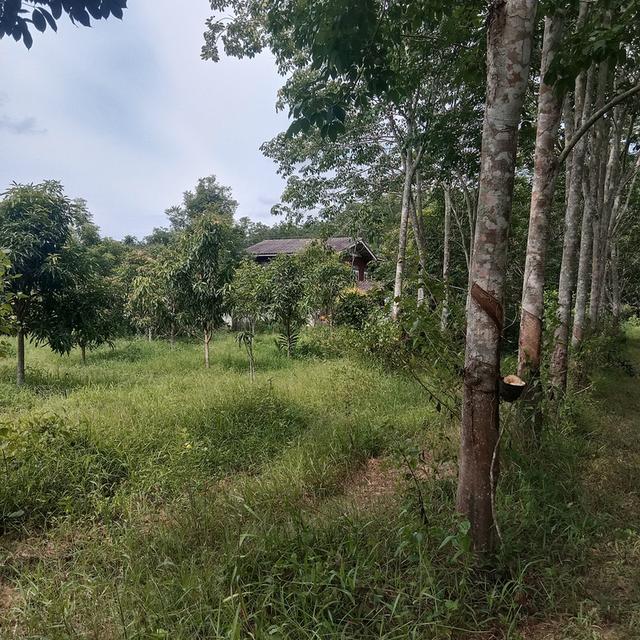 บ้านพร้อมที่ดิน 2
