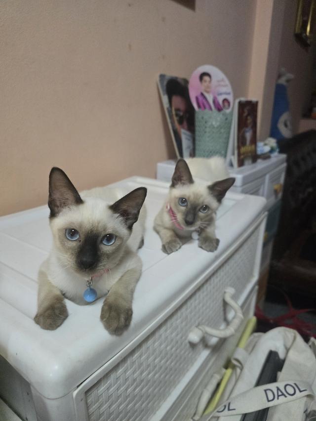 แมววิเชียรมาศพร้อมย้าย 14