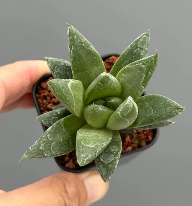 ขายต้นกุหลาบหิน Haworthia 3