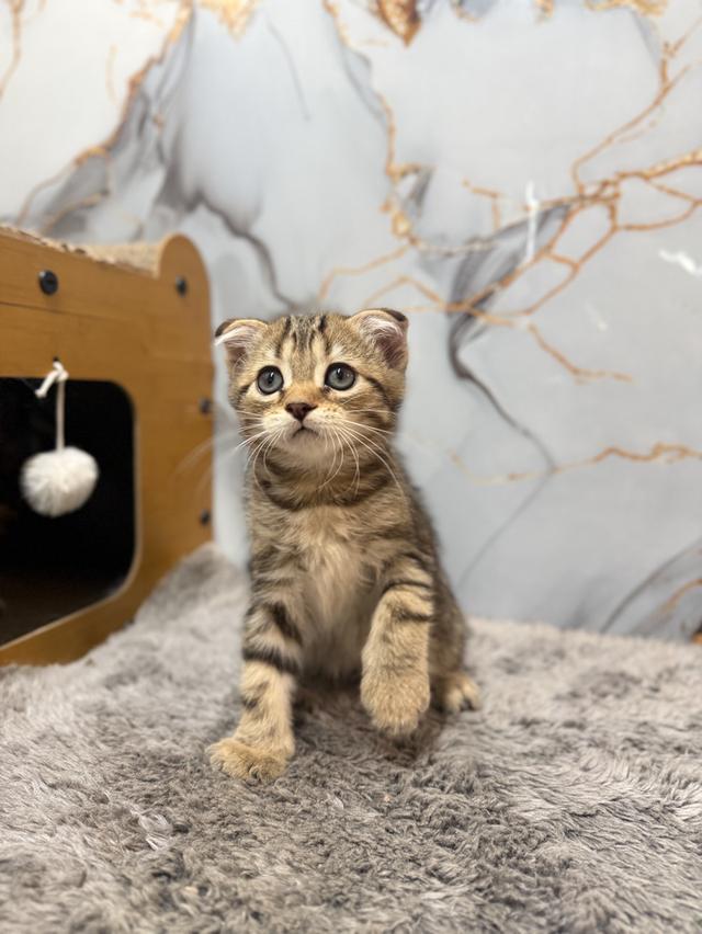 ลูกแมวพันธุ์สก๊อตติชแท้ รูปที่ 2