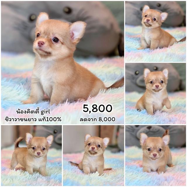 ชิวาวาแท้ขนยาว เพศเมีย