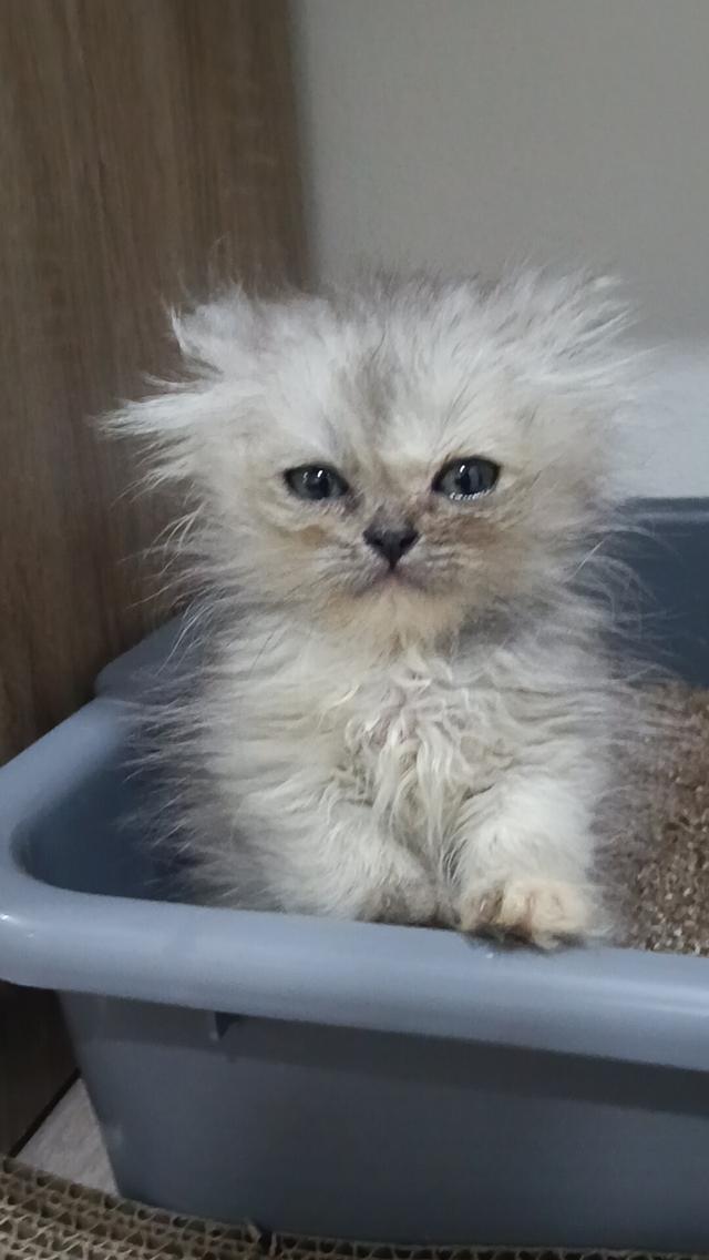 ลูกแมวเปอร์เซีย แท้ๆๆ นนทบุรี รูปที่ 4