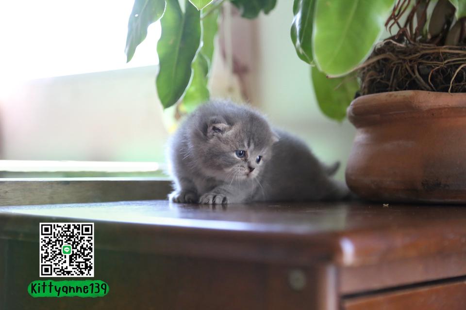 แมวเปอร์เซียผสมบริติช รูปที่ 8