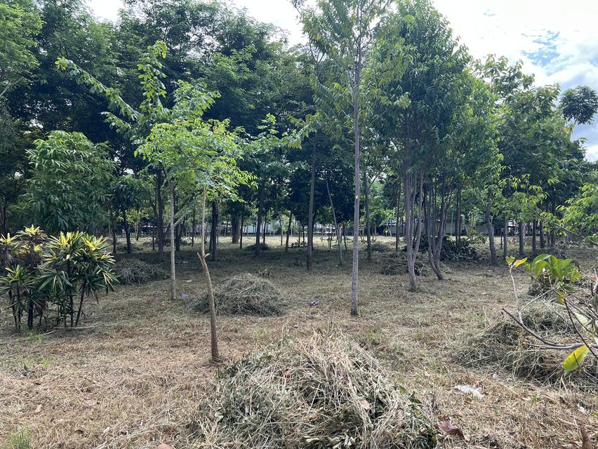 ขายที่ดิน 11