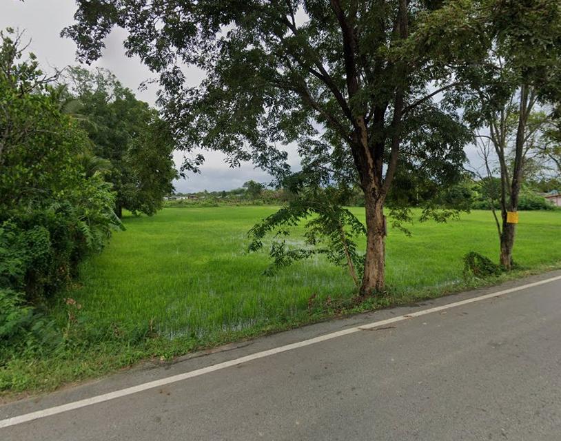 ขายที่ดินหนองเหียง 15 ไร่ ติดถนนลาดยาง ใกล้ถนนเส้น331-3กม. อ.พนัสนิคม ชลบุรี