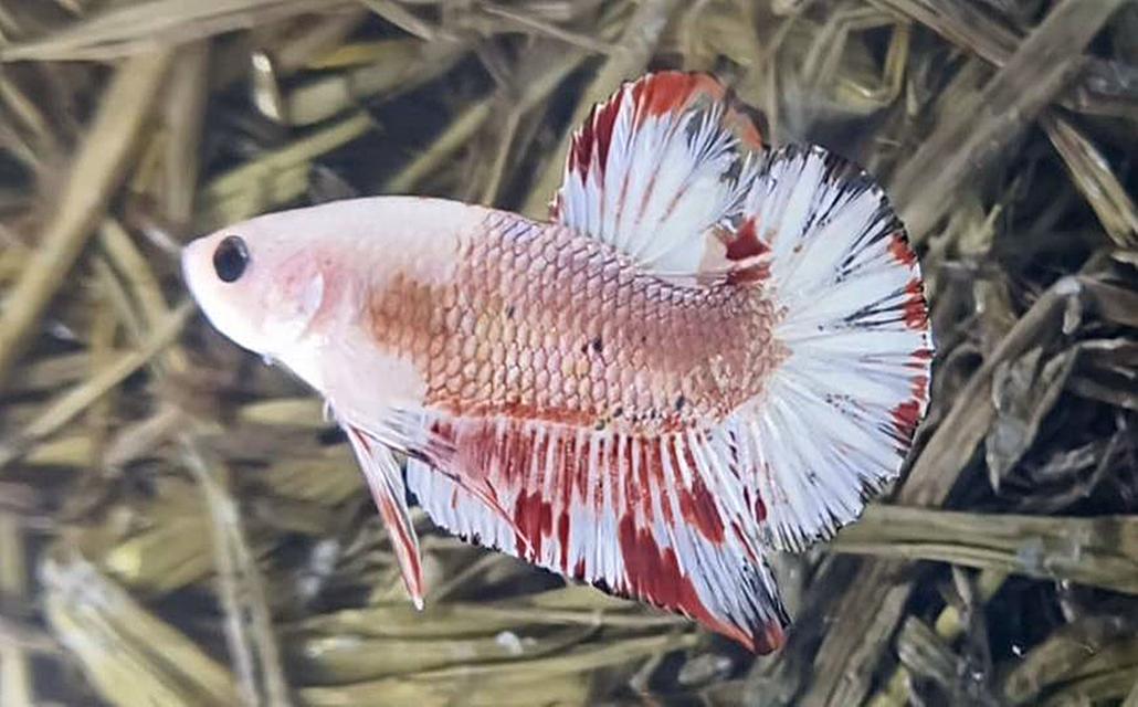 นีโม่โค่ย (Koi Betta) สีหลุมติดลายไฟ