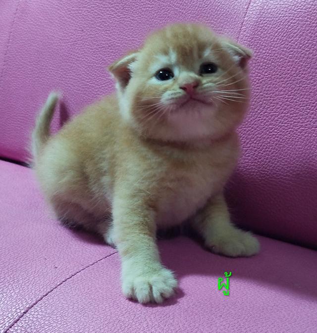 ขายแมวสก๊อตติสโฟร์ด😻 รูปที่ 2