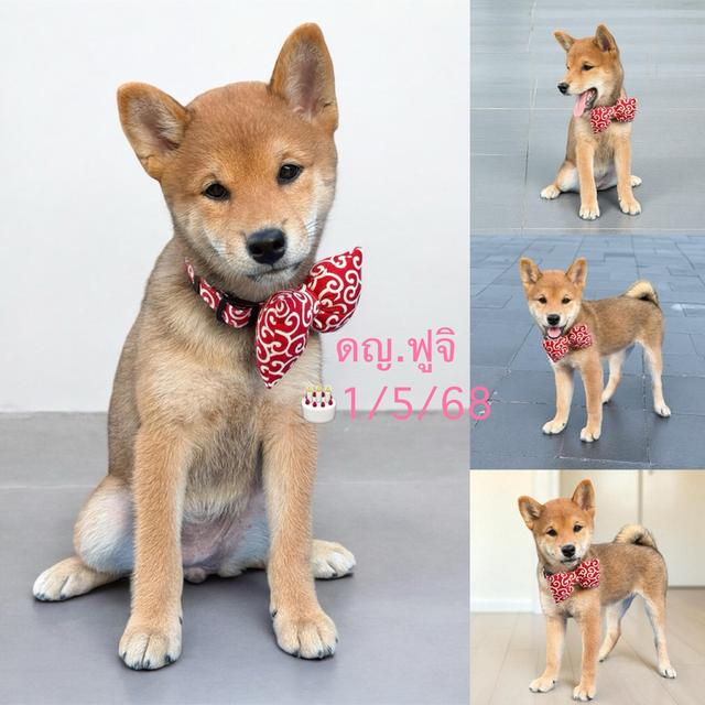 หมาชิบะอินุ (Shiba Inu)