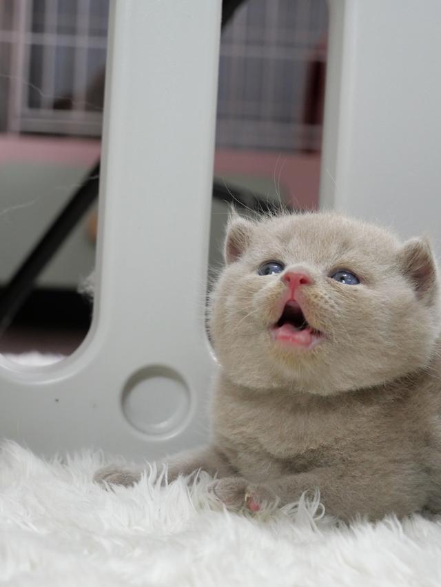 แมวบริติชช๊อตแฮร์ผู้ชายสีไลแลก รูปที่ 7