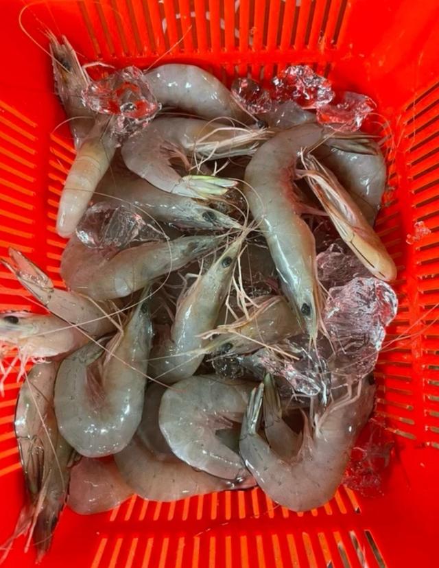 กุ้งอวนลอย กุ้งแชบ๊วย สดๆจากทะเล 3