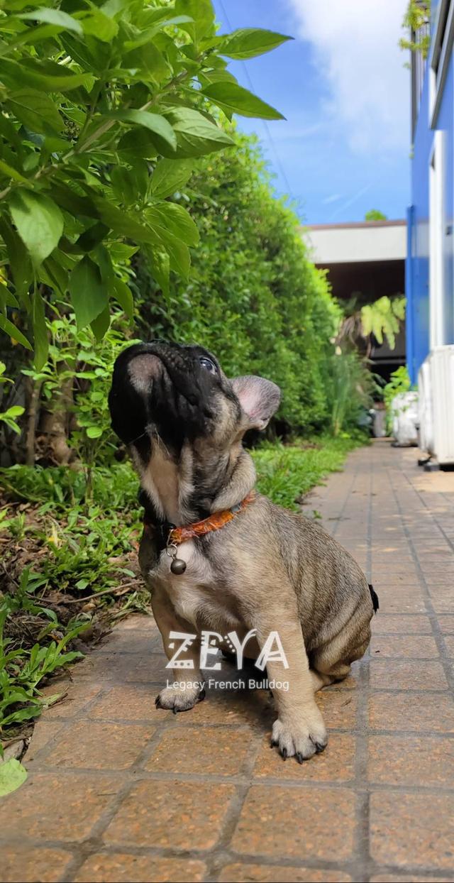 ZEYA สุนัขเฟรนช์บูลด็อก  8