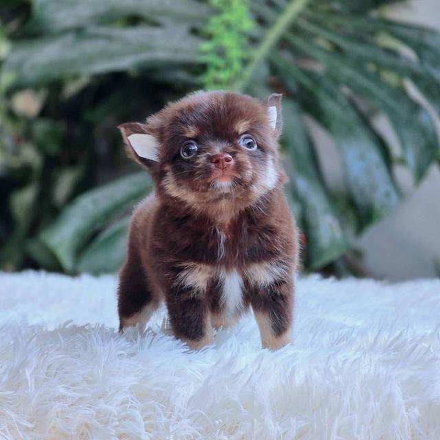 ชิวาวาแท้ขนยาว สีช็อค เพศผู้ 6