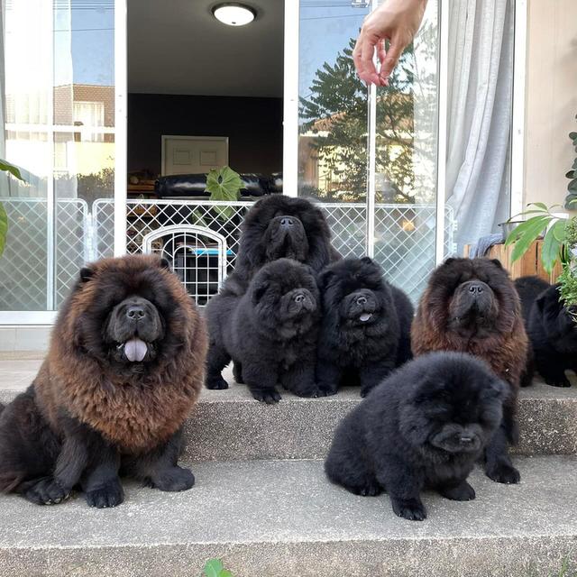 Trained chow chow puppies รูปย่อยที่ 2