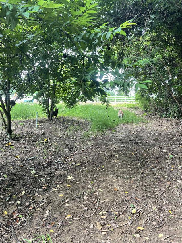 ที่ดินติดแม่น้ำ 