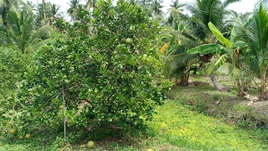 แบ่งที่ดิน 5 ไร่ ต.สวนหลวง อ.อัมพวา จ.สมุทรสงคราม กล้วัดโฆสิตาราม /ในสวนมี มะพร้าว กล้วย ส้มโอ และผลไม้อื่นๆ 2