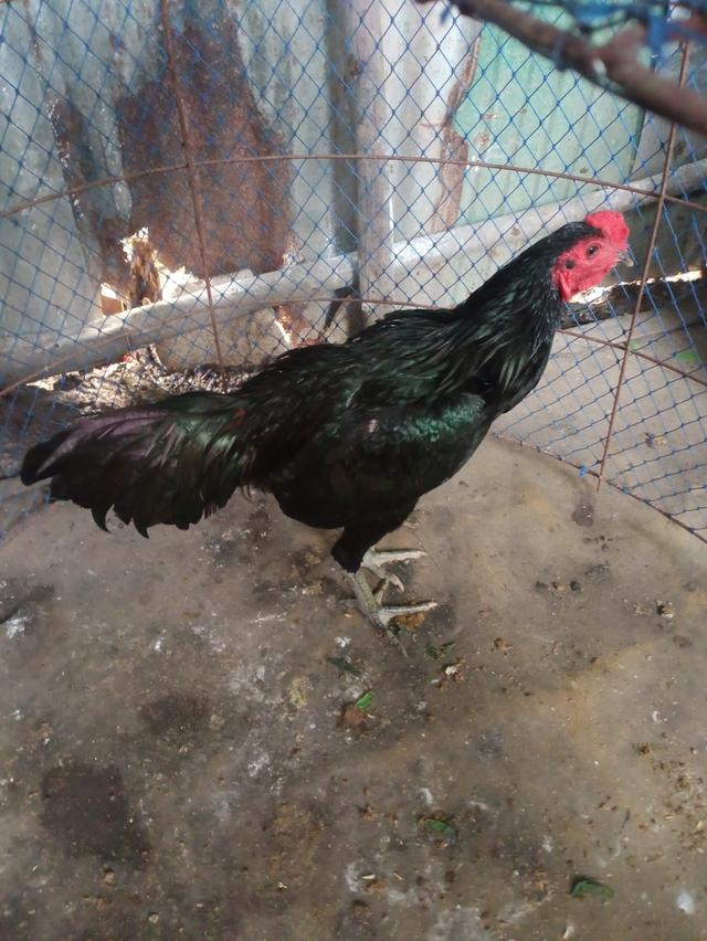 ไก่บ้านสายพันธุ์ดี 1