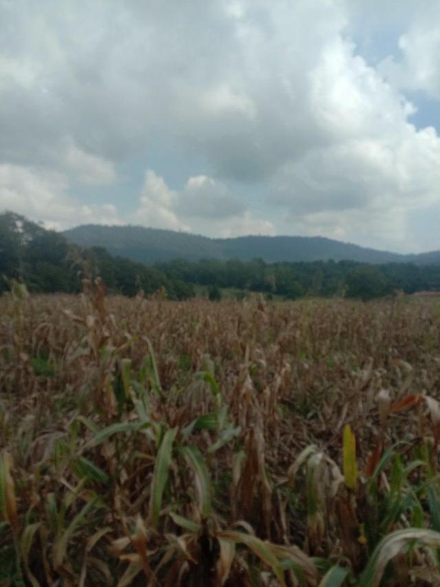 ที่ดินเปล่า 4 ไร่ ไร่ละ 3แสน ขายยกแปลง ไทรทองพัฒนา เข้าจากวัดแสงธรรม 4-5 กิโลเมตร อำเภอวังน้ำเขียว 3