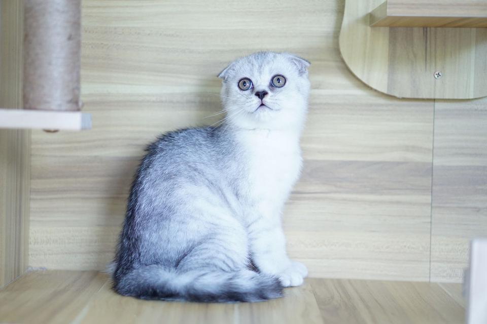 แมว สก็อตทิชหูพับ เพศเมีย รูปที่ 8