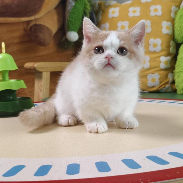 แมวมันช์กิ้น Munchkin short leg boy Oscat cattery chiangmai