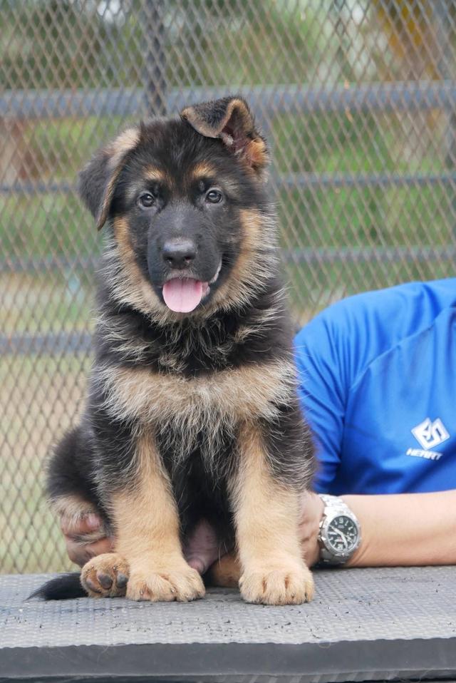 ลูกสุนัขเยอรมันเชพเพริด รูปที่ 1