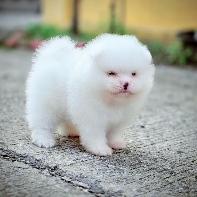 ปอมขาวเพศผู้สุดหล่อพันธุ์แท้พร้อมย้ายบ้าน