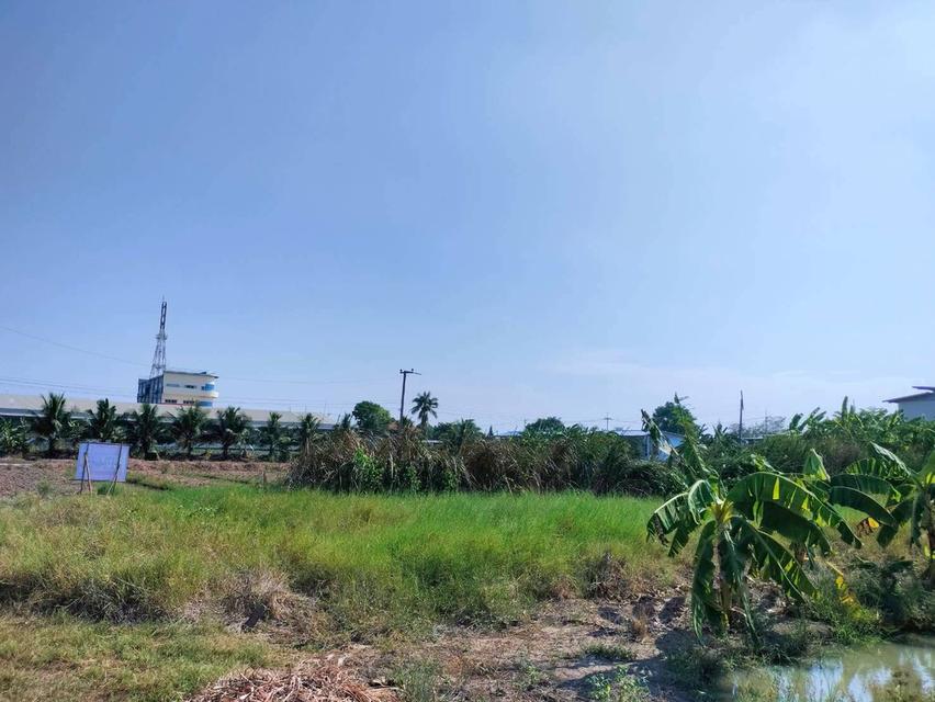 ขายด่วนที่ดิน 158 ตรว เหมาะสร้างบ้านสวน บางระกำ บางเลน นครปฐม 9