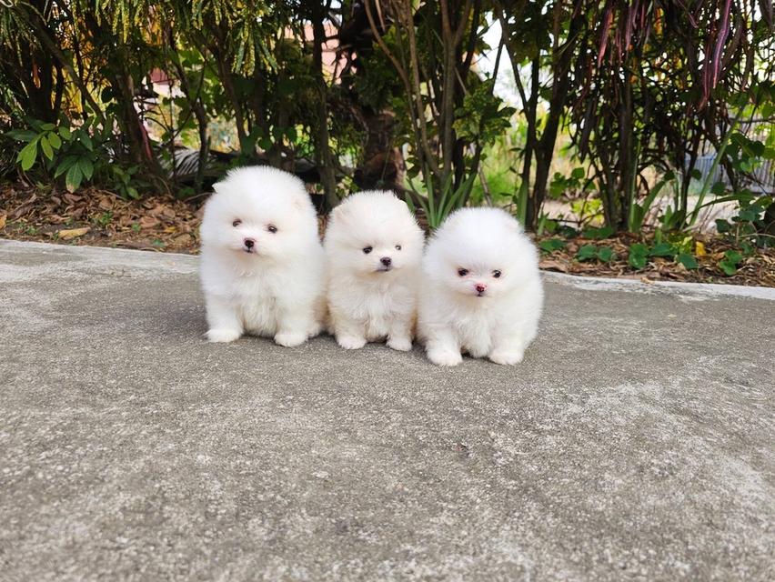 ลูกปอมแท้ อ้วนกลมหมี มีบริการจัดส่งถึงบ้าน